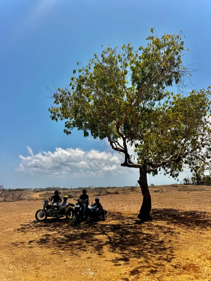 Two sidecars beneath a spreading tree under a blue Bali sky