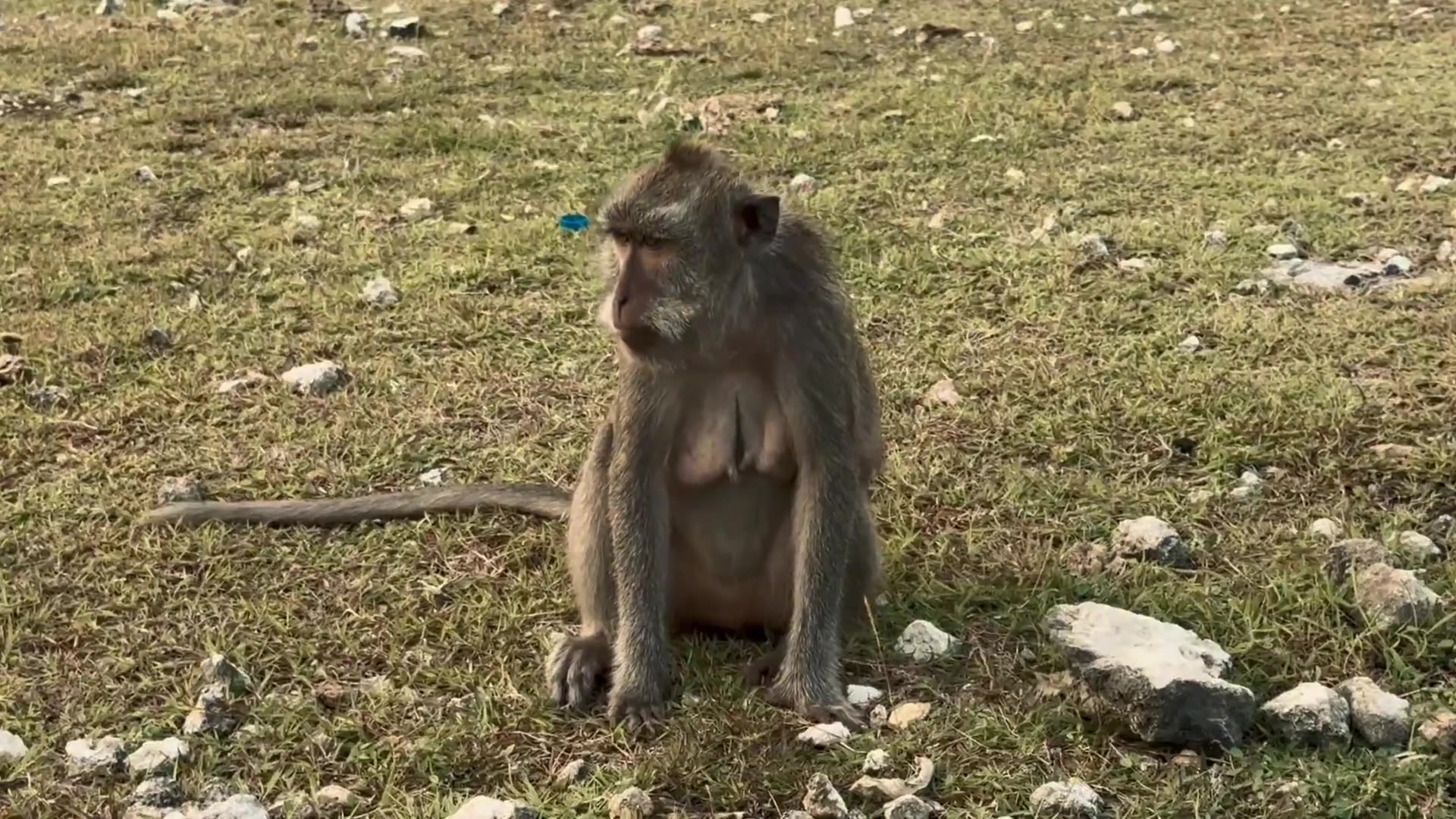 Monkey featured in our tour video